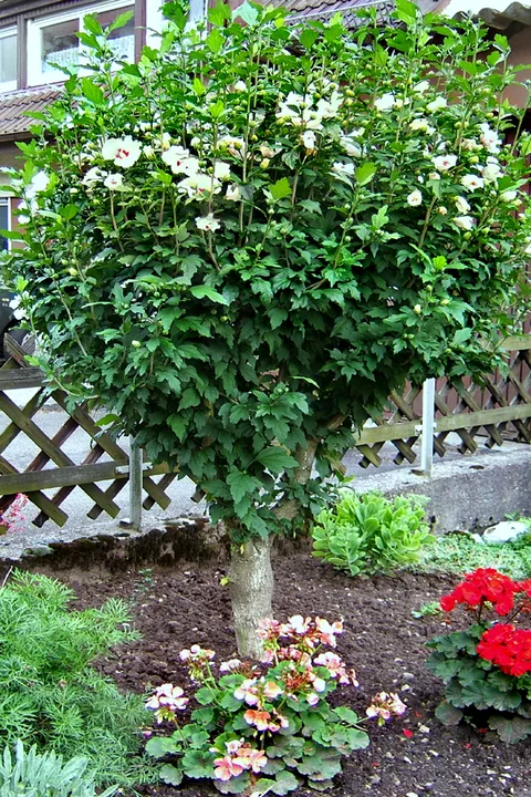 Rose of Sharon: Rose of Sharon