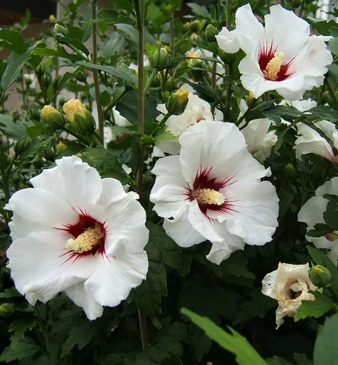 Rose of Sharon: Rose of Sharon