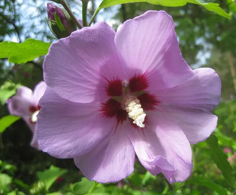 Rose of Sharon: Ruhland, Grenzstraße 3, Straucheibisch (Hibiscus syriacus), Blüte, Frühling