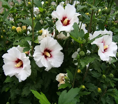 Rose of Sharon: Rose of Sharon