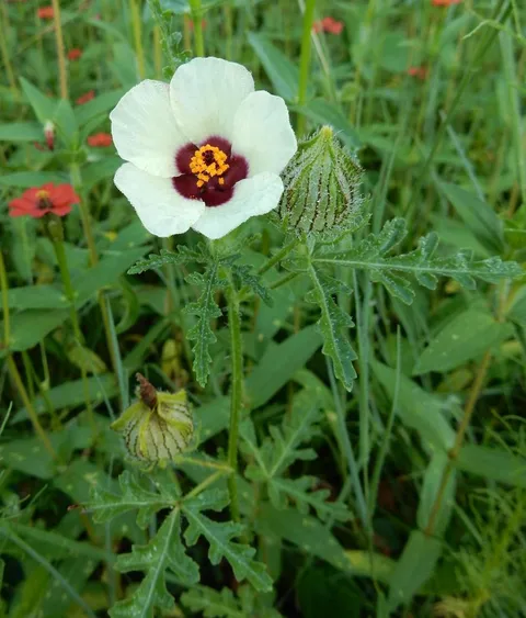 Flower of an hour (Hibiscus trionum)