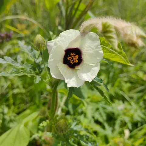 Flower of an hour (Hibiscus trionum)