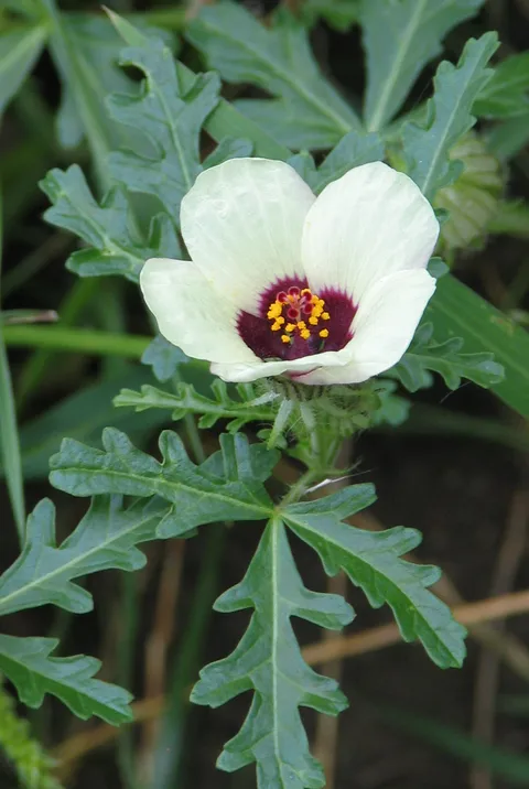 Flower of an hour (Hibiscus trionum)