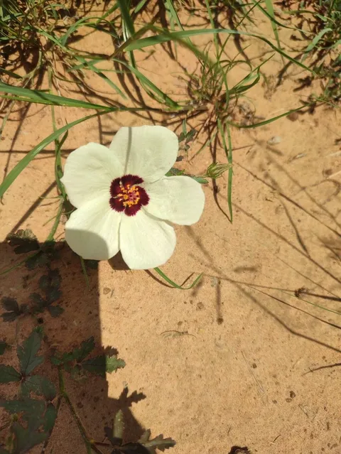 Flower of an hour (Hibiscus trionum)