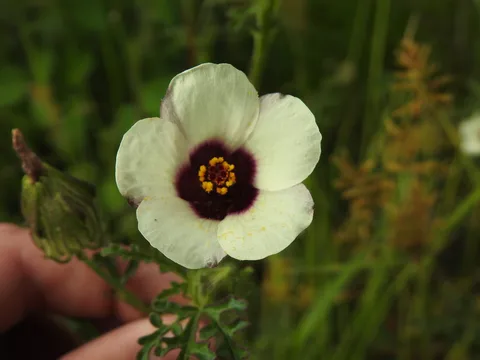 Flower of an hour (Hibiscus trionum)
