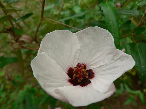 Flower of an hour: Botanical Garden Hanbury at Ventimiglia, Italy
