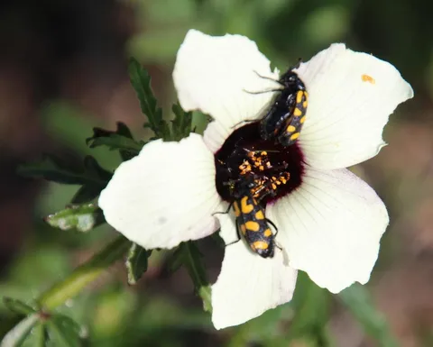 Flower of an hour (Hibiscus trionum)