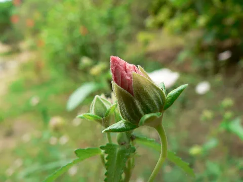 Flower of an hour: Botanical Garden Hanbury at Ventimiglia, Italy