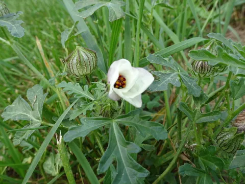 Flower of an hour