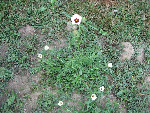 Flower of an hour: Hibiscus trionum