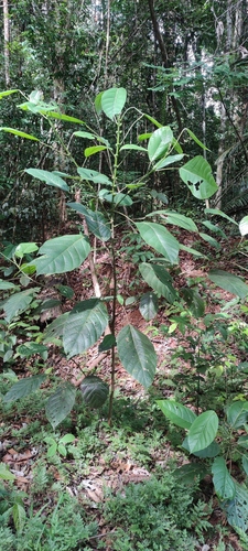 Hieronyma alchorneoides (Hieronyma alchorneoides)