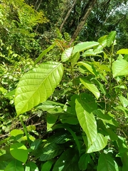 Hieronyma alchorneoides (Hieronyma alchorneoides)