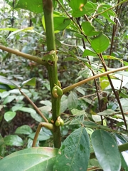 Hieronyma alchorneoides (Hieronyma alchorneoides)