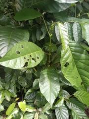 Hieronyma alchorneoides (Hieronyma alchorneoides)
