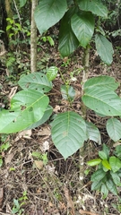 Hieronyma alchorneoides (Hieronyma alchorneoides)
