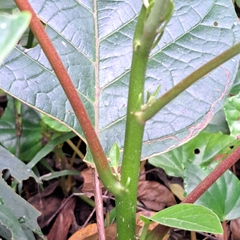 Hieronyma alchorneoides (Hieronyma alchorneoides)