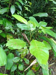 Hieronyma alchorneoides (Hieronyma alchorneoides)