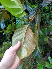 Hieronyma alchorneoides (Hieronyma alchorneoides)