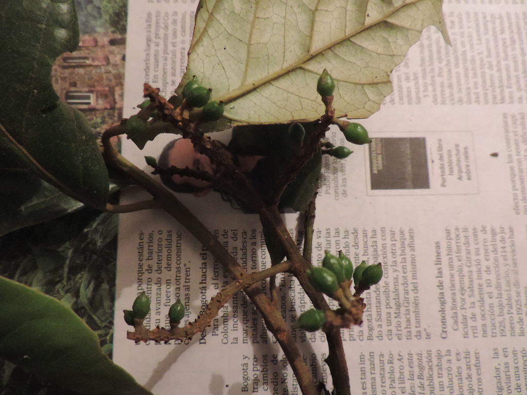 Hieronyma asperifolia (Hieronyma asperifolia)