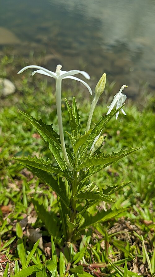 Madam-Fate: Hippobroma longiflora , Port Antonio, Jamaica.