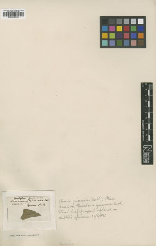 Medicine vine: Macahanea guianensis Aubl. (= Hippocratea volubilis L. ) - herbier collecté par Aublet en Guyane, conservé au British Museum BM000992055