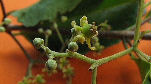 Medicine vine: Hippocratea volubilis L.