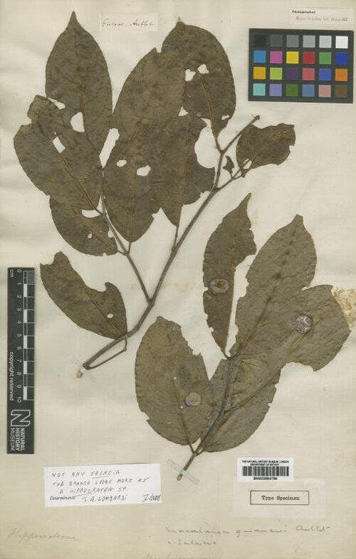 Medicine vine: Macahanea guianensis Aubl. (= Hippocratea volubilis L. ) - herbier collecté par Aublet en Guyane, conservé au British Museum BM000884786