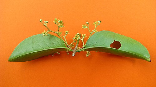 Medicine vine: Hippocratea volubilis L.