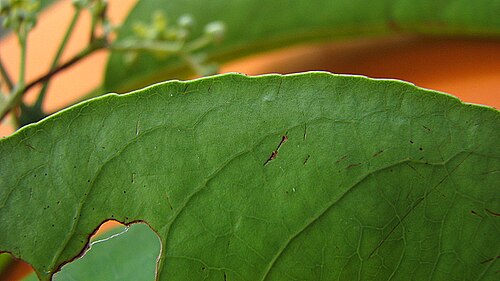 Medicine vine: Hippocratea volubilis L.