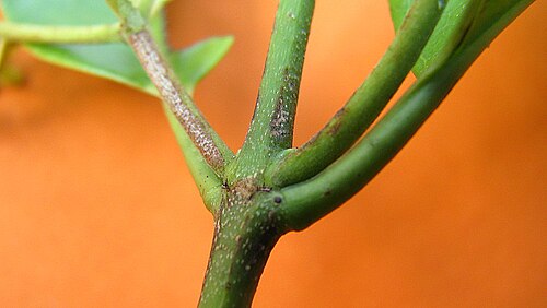 Medicine vine: Hippocratea volubilis L.