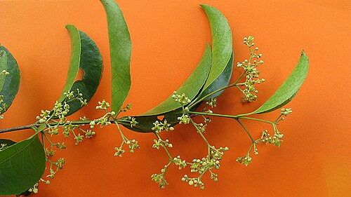 Medicine vine: Liana in a riparian forest.