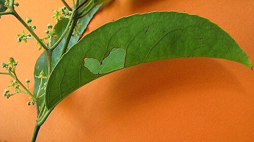 Medicine vine: Hippocratea volubilis L.