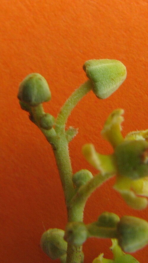 Medicine vine: Hippocratea volubilis L.