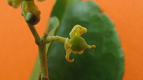 Medicine vine: Hippocratea volubilis L.