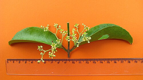 Medicine vine: Hippocratea volubilis L.