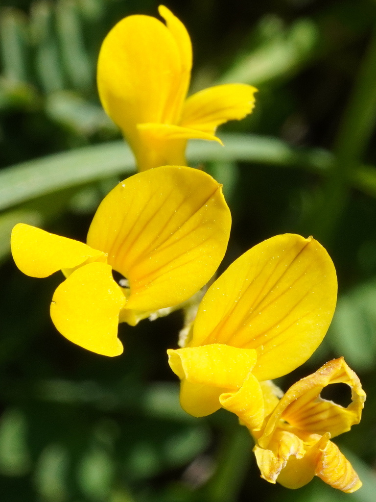Horseshoe vetch (Hippocrepis comosa)