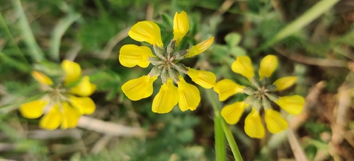 Horseshoe vetch (Hippocrepis comosa)