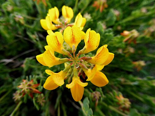 Horseshoe vetch: This is a a photo of a natural area in Catalonia, Spain, with id: