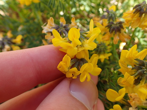 Horseshoe vetch (Hippocrepis comosa)