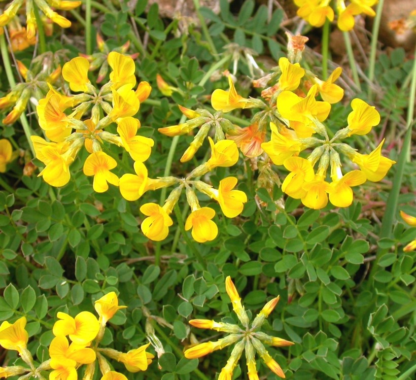 Horseshoe vetch: Flowering Hippocrepis comosa in Engadin near Griosch, Alpes, Switzerland