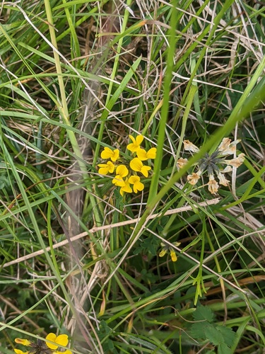 Horseshoe vetch (Hippocrepis comosa)