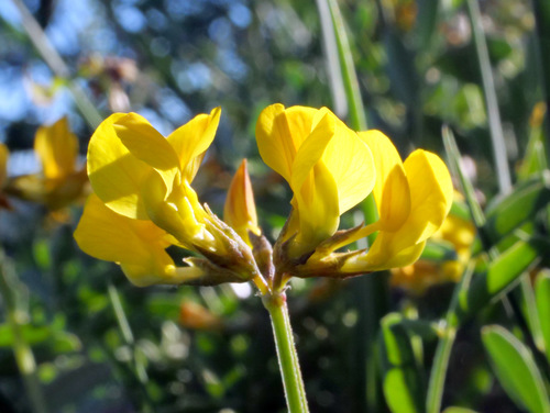 Horseshoe vetch (Hippocrepis comosa)