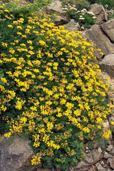 Horseshoe vetch: Hippocrepis comosa