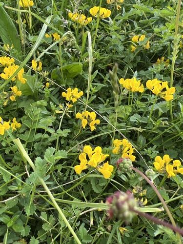 Horseshoe vetch (Hippocrepis comosa)