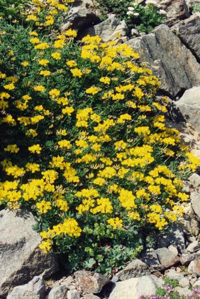 Horseshoe vetch: Hippocrepis comosa