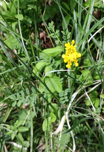 Horseshoe vetch (Hippocrepis comosa)