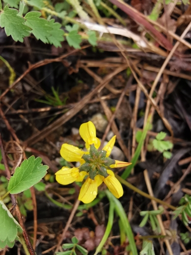 Horseshoe vetch (Hippocrepis comosa)