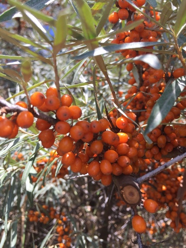 Sea-buckthorn (Hippophae rhamnoides)