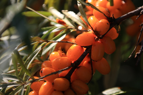 Sea-buckthorn (Hippophae rhamnoides)
