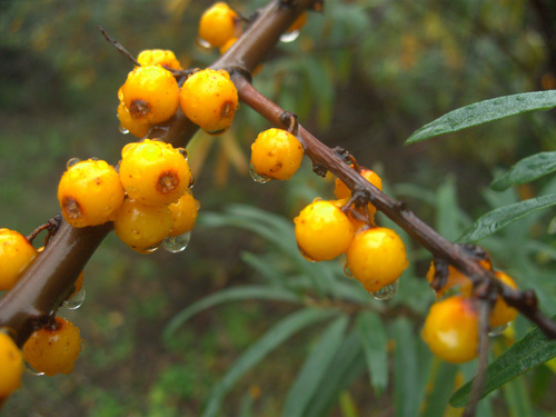 Sea-buckthorn (Hippophae rhamnoides)